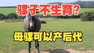 骡子既然有公母，为啥不能繁殖后代？