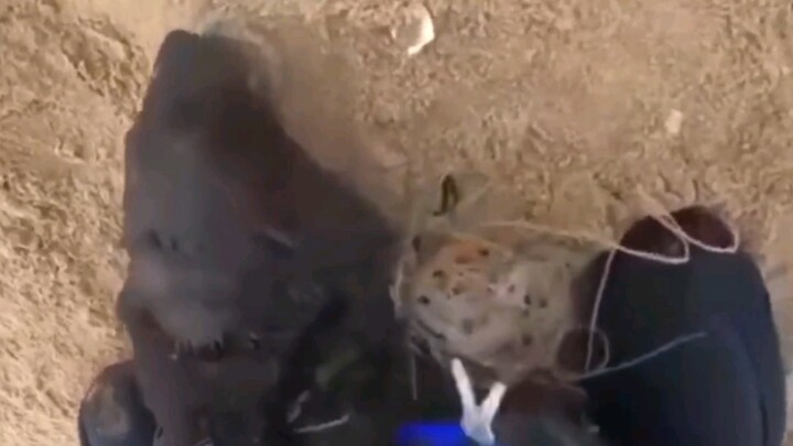 Ini baru tindakan yang seharusnya dilakukan oleh para aktivis penyelamat hewan! Sampah yang kamu bua