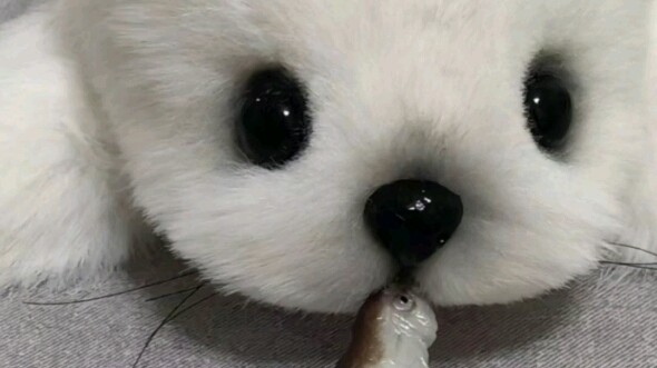 Feeding baby seals