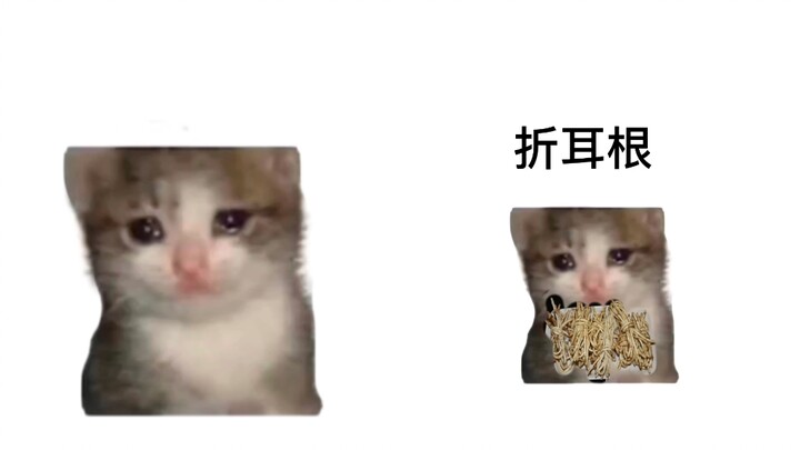 Sichuan Croissant Cat