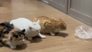 بعد تلقي صفعة، قال الصغير: "أنا تحت إمرتك يا ملكي، أنا لا أجرؤ، لا أجرؤ أبداً."