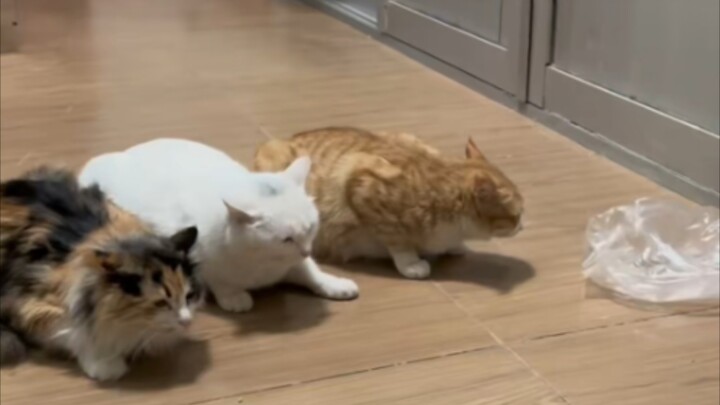 挨了一巴掌后“小的参见大王，吾咪万咪万万咪”