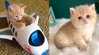 Baby Cats - รวมวิดีโอแมวน่ารักและตลก #37 | Aww สัตว์
