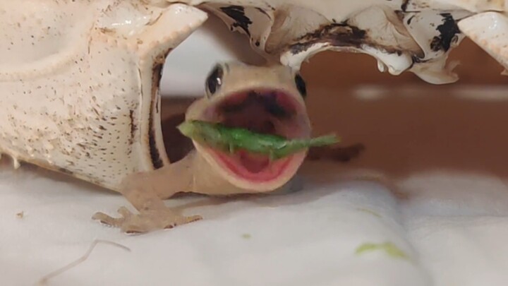 As soon as the little gecko saw me come home, it hopped out begging for food—so I quickly tossed it 