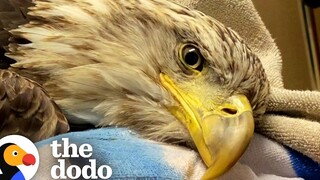 สัตวแพทย์ช่วย Bald Eagle เรียนรู้วิธีการบินอีกครั้ง โดโด้