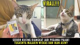 Pororo Kalah Tajir Sama Soleh, Si Kucing Pegawai Pajak! Gajinya Bikin Ngiler😂