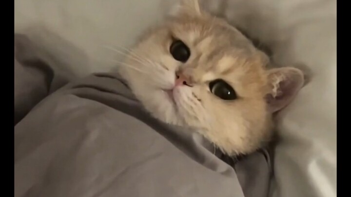 Kucing memang begitu membingungkan sekaligus menggemaskan!