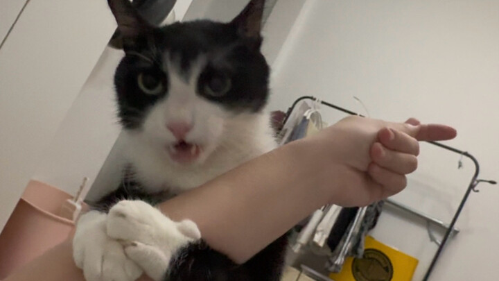 让你们见识一下最凶残的灵兽