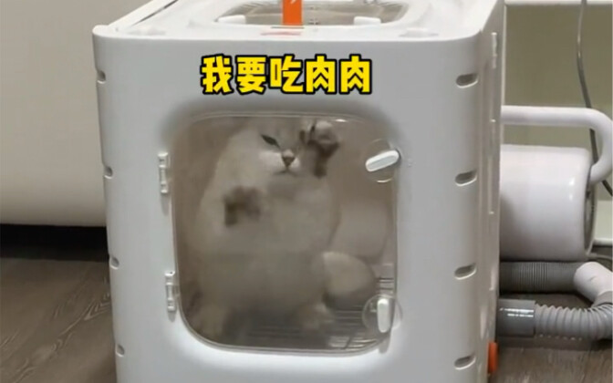 โอลี่กู้: รีบปล่อยฉันออกไปเถอะ ฉันหิวจนผอมแห้งอยู่แล้ว