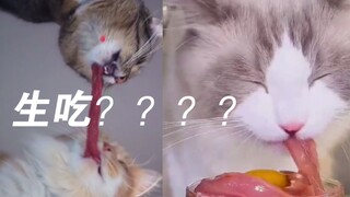 Mukbang daging mentah kucing kecil jadi viral! Suara mengunyahnya terlalu keras...