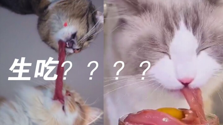 بث أكل اللحم النيء للقطط الصغيرة يحقق شهرة هائلة! صوت مضغ الفم مرتفع جدًا...