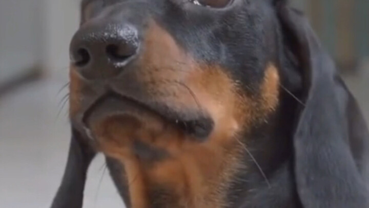 What a puppy with such a strong sense of mission!