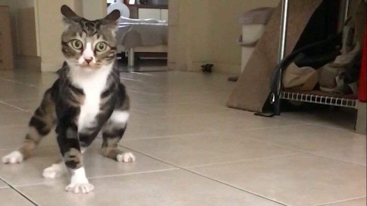I really want to have the last laugh【pee is a cat】