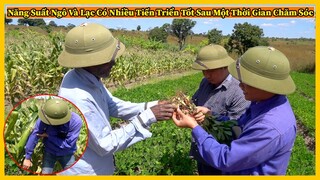 Bản Ahanga Tập 12 || Năng Suất Ngô và Lạc Có Nhiều Sự Phát Triển Tốt Sau Một Thời Gian Chăm Sóc