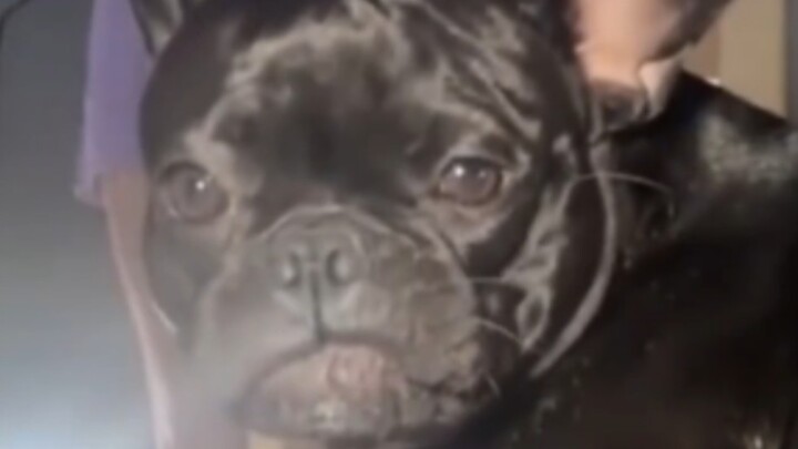 Anjing: Ngapain ngelihatin?👀