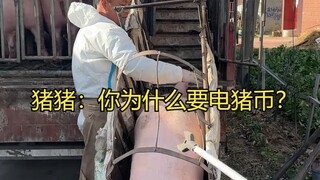 Zhu Zhu: Why do you want to charge Pig Coins?