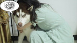 【Animal Circle】Husky: Only behaves when beaten