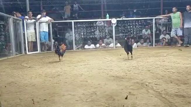 sweater poncan vs Boston hatch 🐔