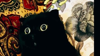 Semua bilang "menghisap kucing," menghisap kucing itu bukannya begini, kan?
