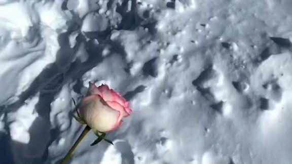 🌹