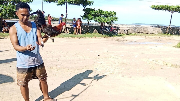 SBR small but terrible tari sa gilid2x lang Kasi maliit na manok...