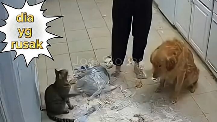 drama, kucing, dia membela diri, tapi nyalahin anjing