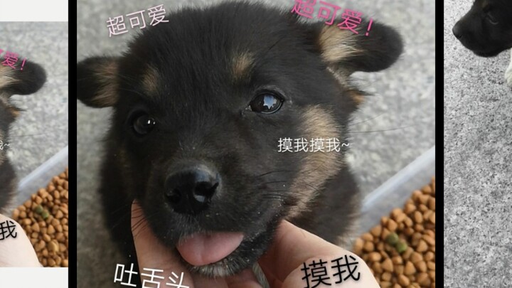 เลี้ยงลูกสุนัขตัวน้อยมาสองวัน แล้วฉันก็หลอกเอามันกลับบ้านมาซะแล้ว?!