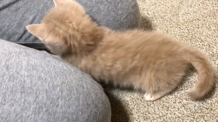 当家里有一只喜欢钻洞的猫猫虫