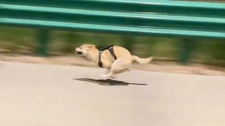 Di tengah malam, ledakan kekuatan seekor anjing kampung Tiongkok