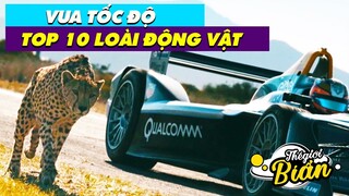 10 “Cỗ Máy Tốc Độ” hoàn hảo của thế giới động vật sánh ngang với siêu xe