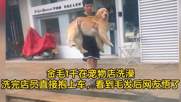 A golden retriever cost 1,000 yuan to be bathed at a pet store. After the bath, the staff member jus