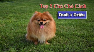 TOP 5 GIỐNG CHÓ CẢNH GIÁ RẺ DƯỚI 1 TRIỆU