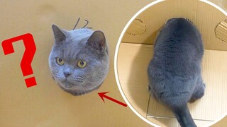 If a cat's whiskers can pass through, so can its body? What about a pig...