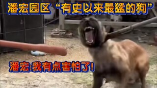 حديقة بان هونغ "الكلب الأكثر شراسة على الإطلاق"! بان هونغ: بدأت أشعر بالخوف قليلاً!