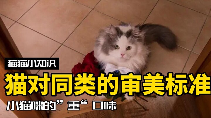 在猫的审美里，哪种猫最好看？小猫咪的口味是真的重