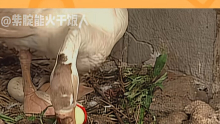 Goose Mom, vision unknown—hatches whenever she encounters an egg.