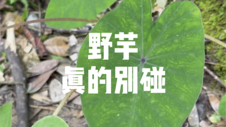 You really shouldn’t touch wild taro—there’s no time to regret it!
