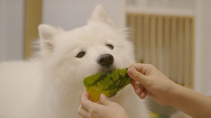 สุนัขซาโสมีกินลูกอมเยลลี่แตงโม แม้แต่มันจูที่กินไม่เป็นยังต้องน้ำตาซึม! แตงโมที่เจ้าหมาแทะยังสะอาดเอ