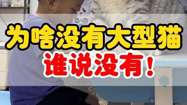 为什么没人养大型猫？谁说没有！