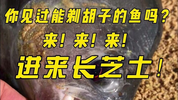 Have you ever seen a piranha that can shave?
