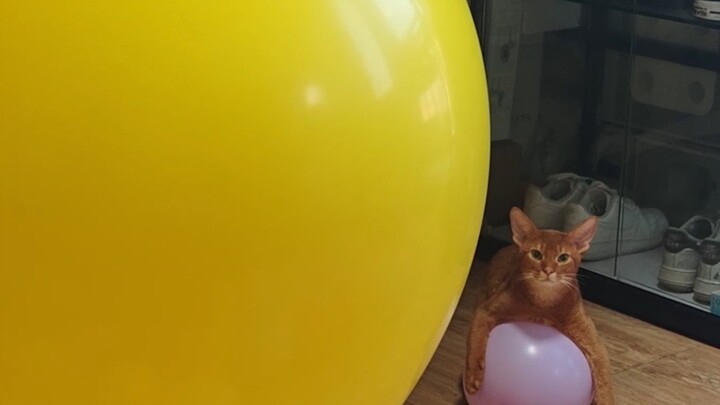 Xiao Mao, don’t you like the balloon I brought back from Macau?