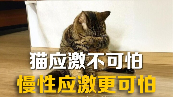 Respon stres kucing saat berpikir dari sudut pandang lain