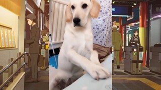 หมาตลก #ชาติที่แล้วเป็นมนุษย์ #555