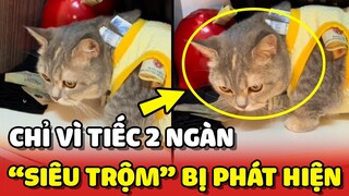 Mèo SIÊU TRỘM vì tiếc 2k mà bị Sen phát hiện PHI VỤ TRỘ TIỀN 😂 | Yêu Lu