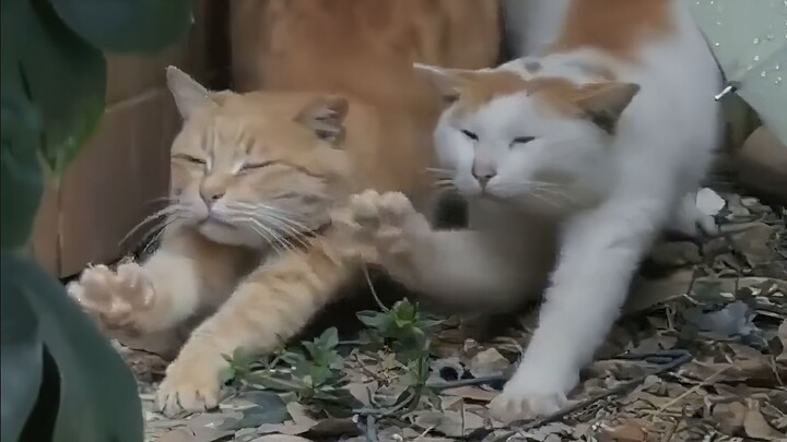 “Ketika Tangan Foshan Dianhan Meraih Dunia Hewan Peliharaan”