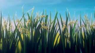 that summer hikaru died #viral #fyp #wildflowersong