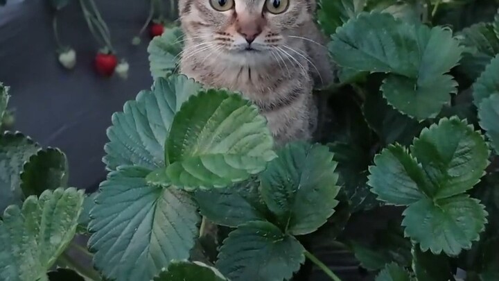 Hakimi, người bảo vệ dâu tây