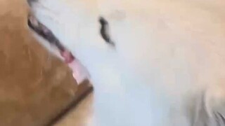 ฉันอยากกินเนื้อ