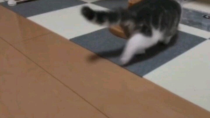[Kucing Imut] Asupan Kucing Imut Harian: Vlog Lucu 1