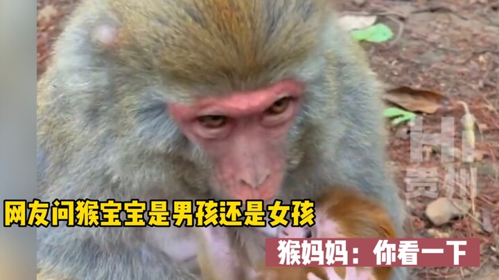 Netizen asks: Is the baby monkey a boy or a girl? | Monkey Mom: Just take a look!